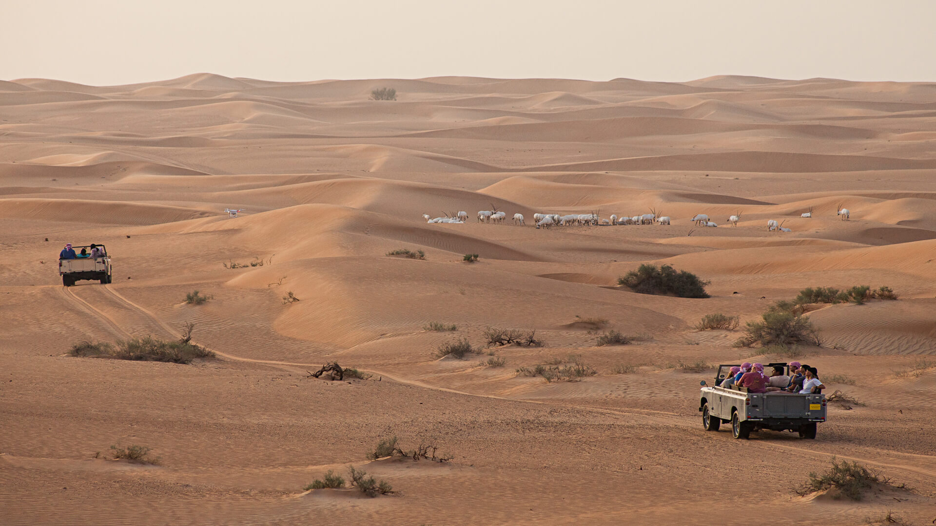 desert adventures tourism dubai contact